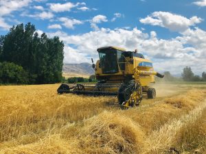 Wheat_harvest_in_Turkey